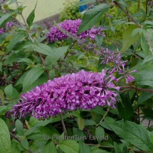 Buddleja 'Ilvoargus2' (ARGUS VELVET)