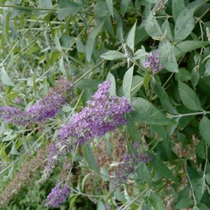 Buddleja 'Lochinch'