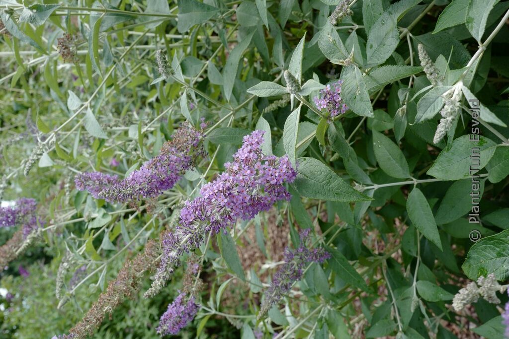 Buddleja 'Lochinch'