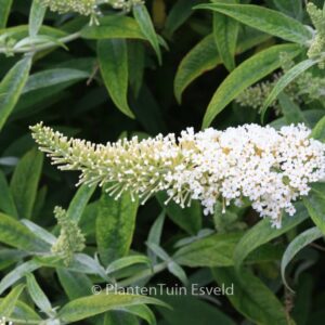 Buddleja 'White Ball'