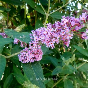 Buddleja davidii