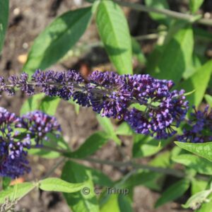 Buddleja davidii 'Adokeep' (ADONIS BLUE)