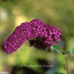 Buddleja davidii 'African Queen'