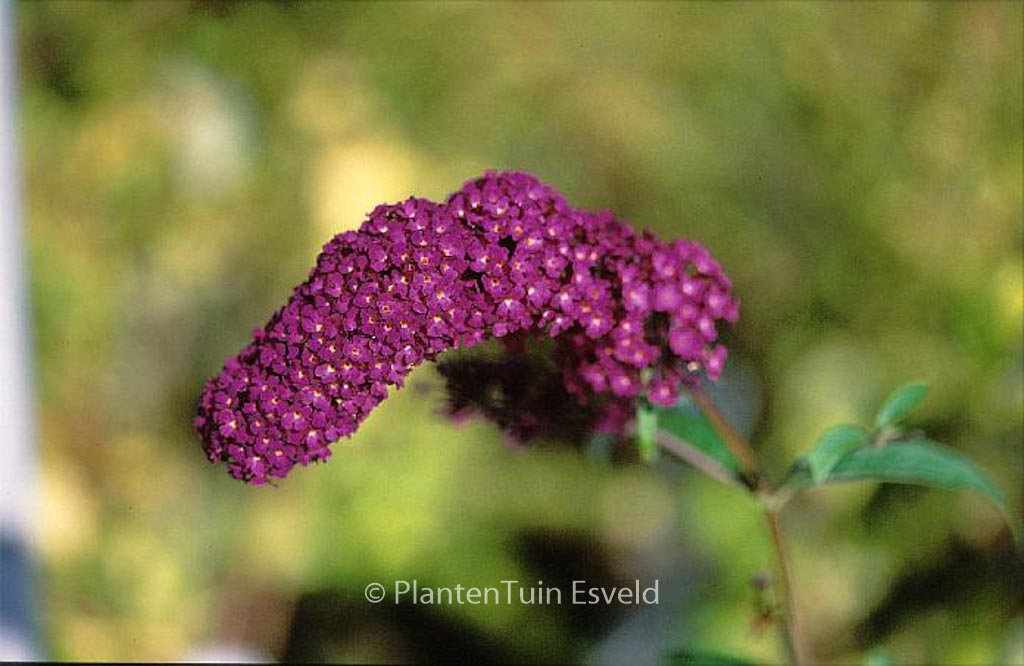 Buddleja davidii 'African Queen'