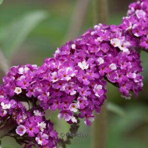 Buddleja davidii 'Berries & Cream'
