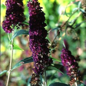 Buddleja davidii 'Black Knight'