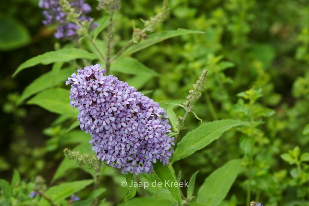 Buddleja davidii 'Blue Chip'