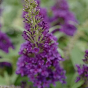 Buddleja davidii 'Butterfly Candy Little Purple'