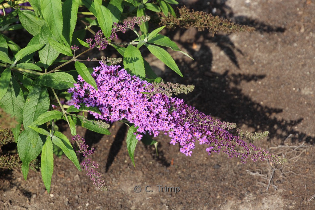 Buddleja davidii 'Camkeep' (CAMBERBELL BEAUTY) - Image 2