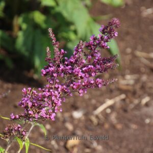 Buddleja davidii 'Camkeep' (CAMBERBELL BEAUTY)