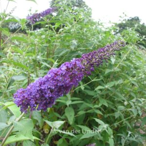 Buddleja davidii 'Empire Blue'
