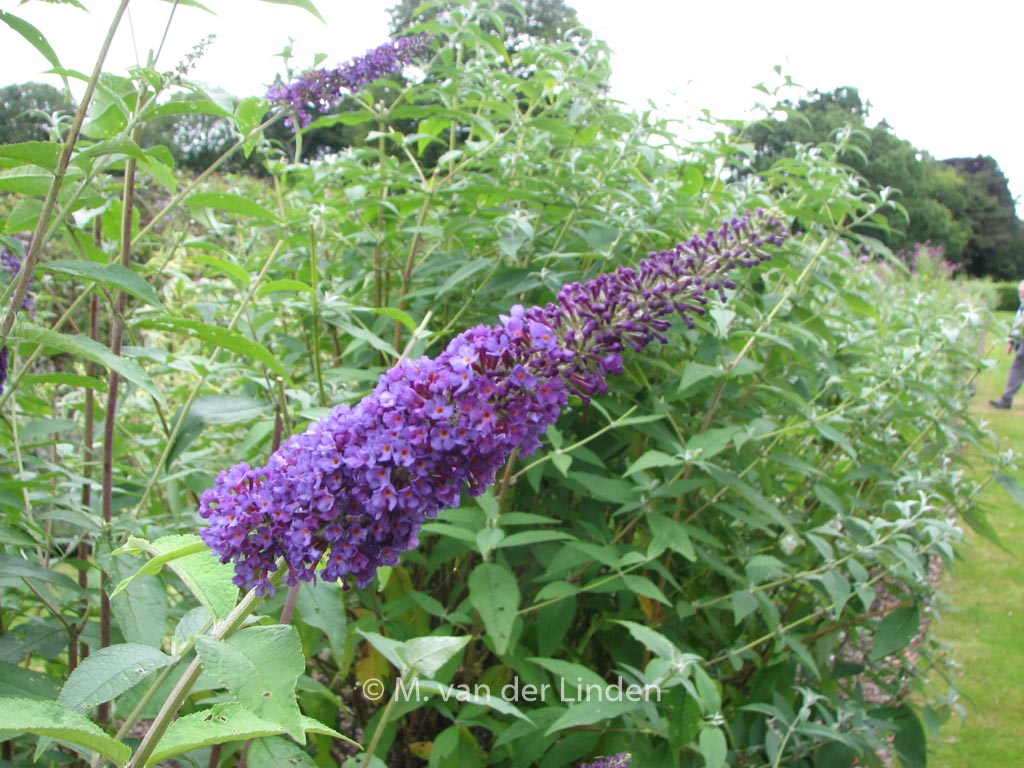 Buddleja davidii 'Empire Blue'