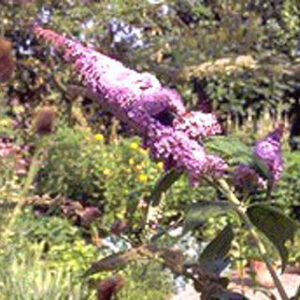 Buddleja davidii 'Ile de France'