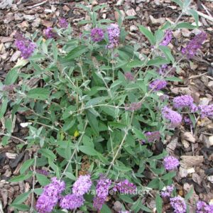 Buddleja davidii 'Lilac Chip'