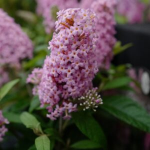 Buddleja davidii 'Little Pink' (BUTTERFLY CANDY)