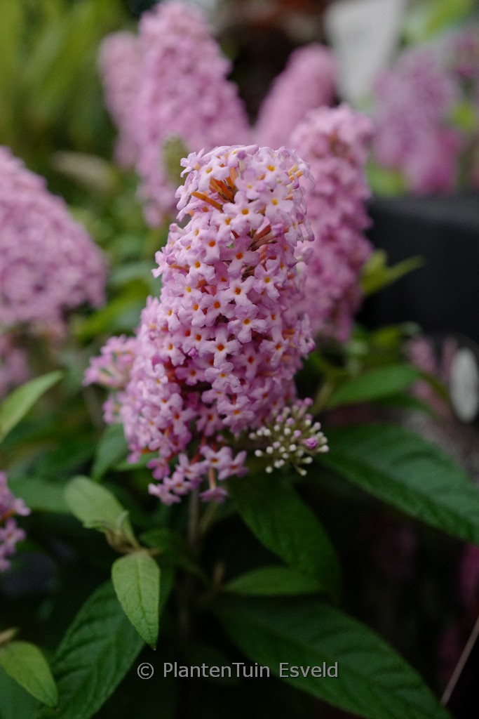 Buddleja davidii 'Little Pink' (BUTTERFLY CANDY)