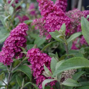 Buddleja davidii 'Little Ruby' (BUTTERFLY CANDY)