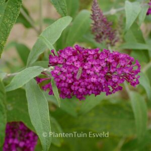 Buddleja davidii 'Lonplum' (SUGAR PLUM)