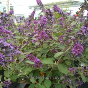 Buddleja davidii 'NC2009-3' (BLUE CHIP JR.)