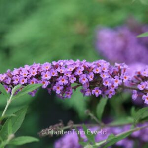 Buddleja davidii 'Podaras10' (FREE PETITE DARK PINK)