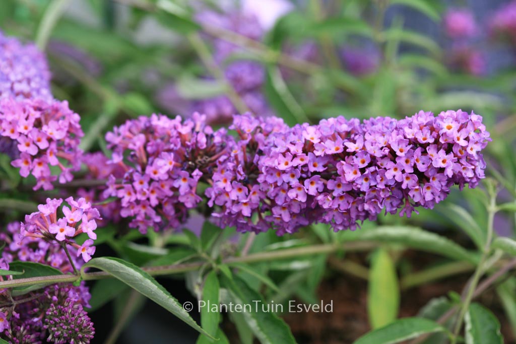 Buddleja davidii 'Podaras13' (FREE PETITE TUTTI FRUTTI)