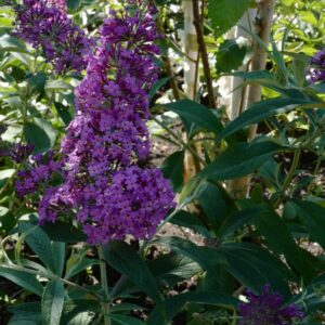 Buddleja davidii 'Sophie'