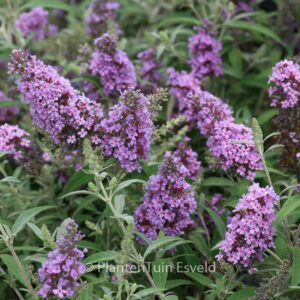 Buddleja davidii 'Tobudskybl' (BUZZ SKY BLUE)