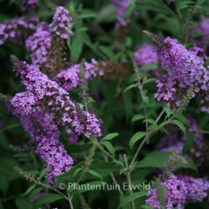 Buddleja davidii 'Tobudviole' (BUZZ VIOLET)