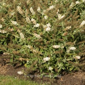 Buddleja davidii 'White Chip'