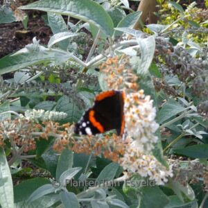 Buddleja fallowiana 'Alba'