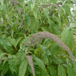 Buddleja salviifolia