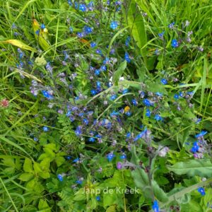 Buglossoides purpurocaerulea