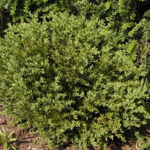 Buxus 'Green Gem'