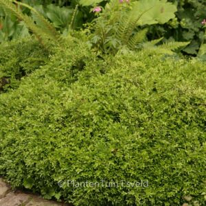 Buxus microphylla 'Rococo'