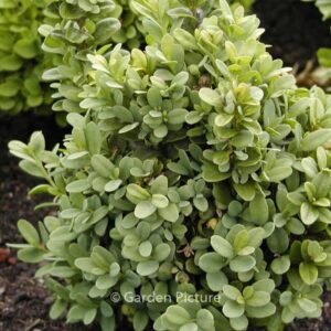 Buxus sempervirens 'Blauer Heinz'