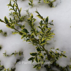Buxus sempervirens 'Elegans'
