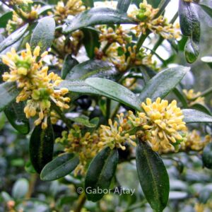 Buxus sempervirens 'Hollandia'