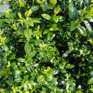 Buxus sempervirens 'Pyramidalis'