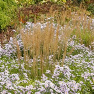 Calamagrostis brachytricha