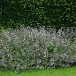 Calamintha nepeta 'Blue Cloud'
