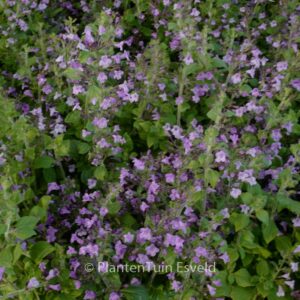 Calamintha nepeta 'Marvelette Blue'
