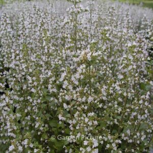 Calamintha nepeta ssp. nepeta