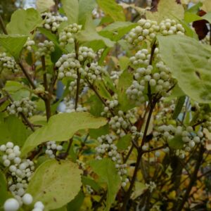 Callicarpa bodinieri MAGICAL 'Snowstar'