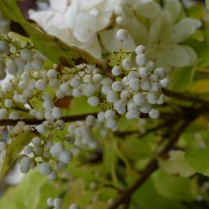 Callicarpa bodinieri 'Magical Snow Queen'