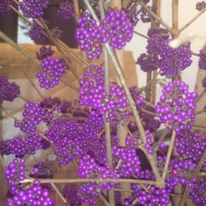 Callicarpa bodinieri 'Violetta'