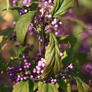 Callicarpa dichotoma