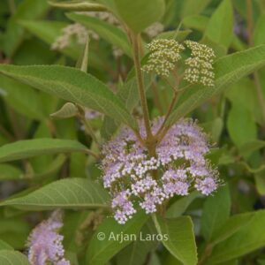 Callicarpa formosana