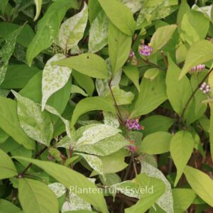 Callicarpa japonica 'Koshima no homate'