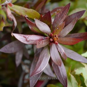 Callistemon 'Red Rocket'
