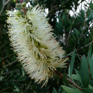 Callistemon pallidus